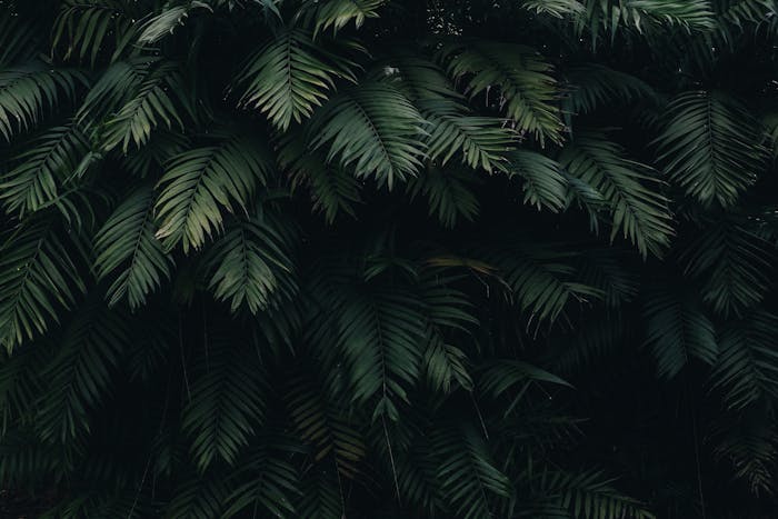 Hojas verdes tropicales