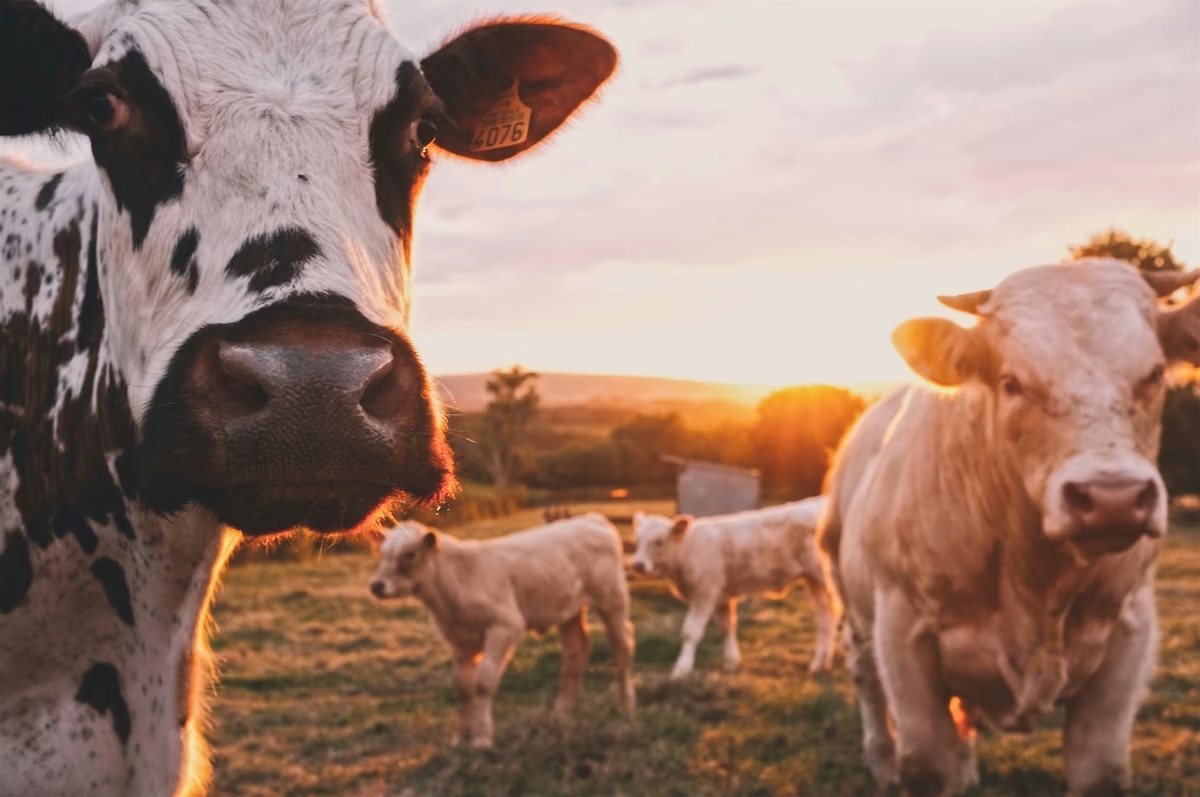 Vaca pastando en un prado verde